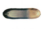 CP0010 RECT. PLATE